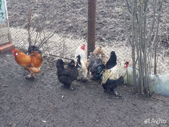 Декоративные петушки
