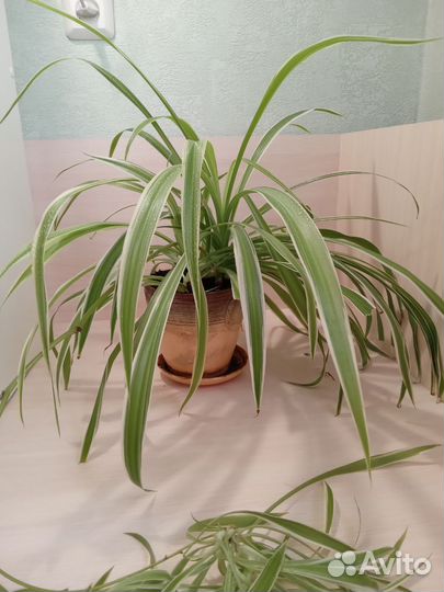 Хлорофитум