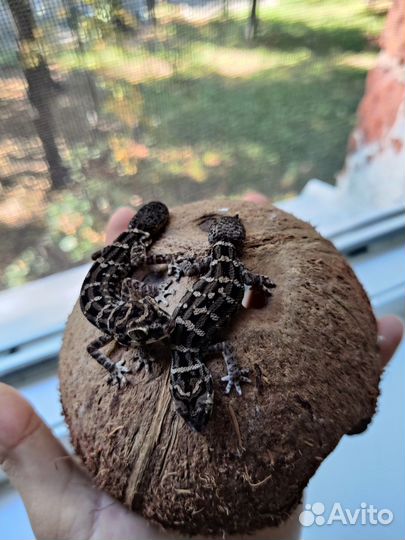 Гадюковый геккон