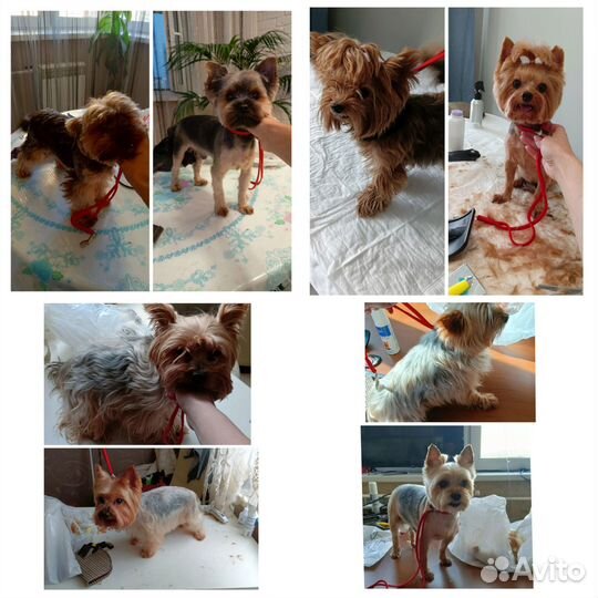 Стрижка собак (груминг)