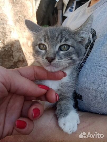 Котята выживают на улице