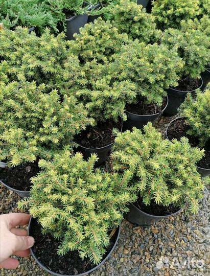 Ель Литл джем в с2л(Little Gem)