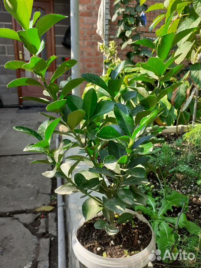 Бересклет кустарник