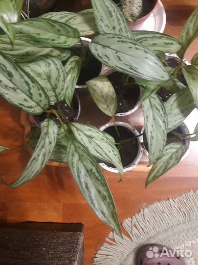 Аглонема Silver king