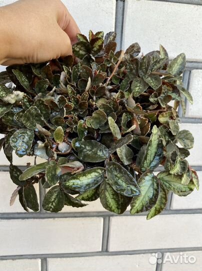 Пеллиония Даво