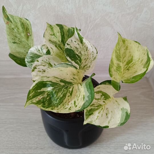 Эпипремнум хэппи лиф