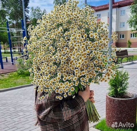 Ромашки Букет из ромашек доставка