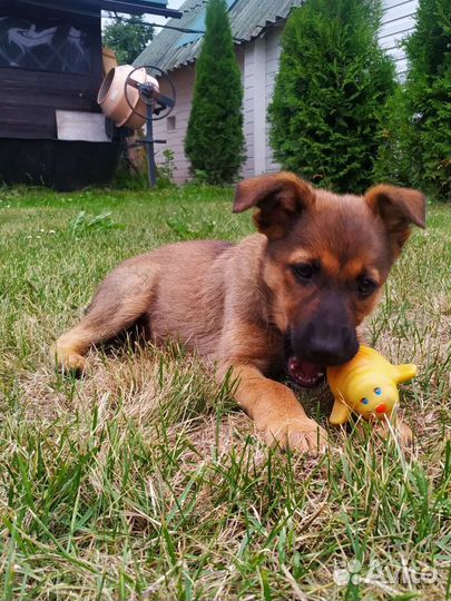 Щенки дворняжки мальчики и девочка