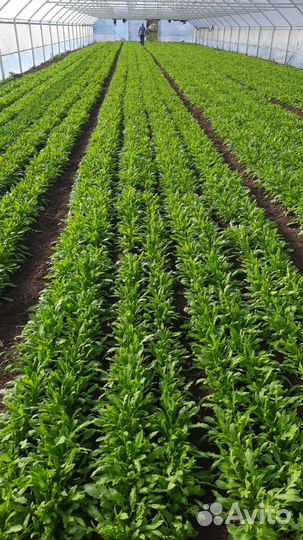 Кинза укроп руккола опт