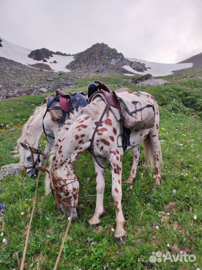 Чубарий Жеребец