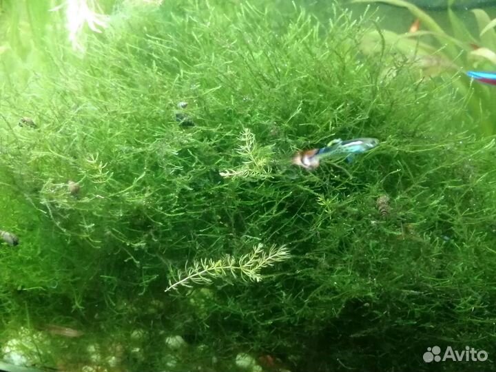 Водоросли, рыбки
