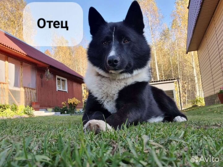 Кобель русско-европейской лайки (рел) для вязки