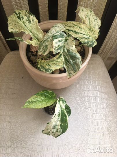 Эпипремнумы (Сциндапсусы) сортовые