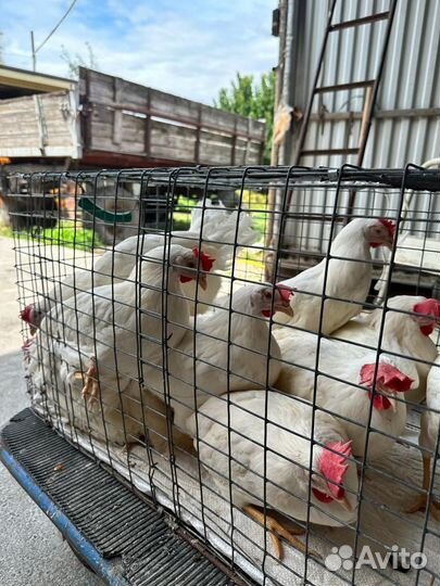 Куры несушки молодые, Не старьё под видом 8-9 мес