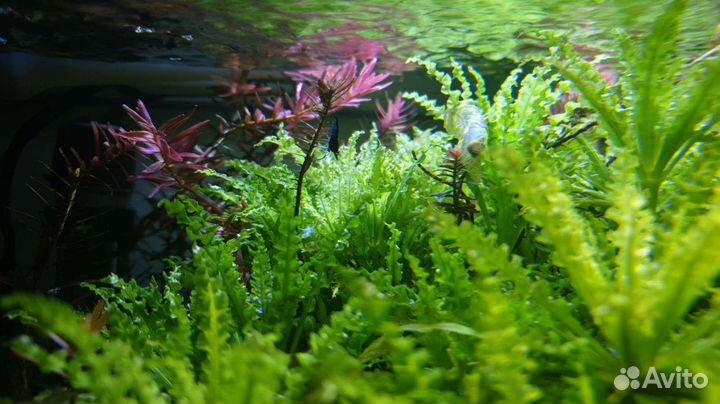 Растения для аквариума