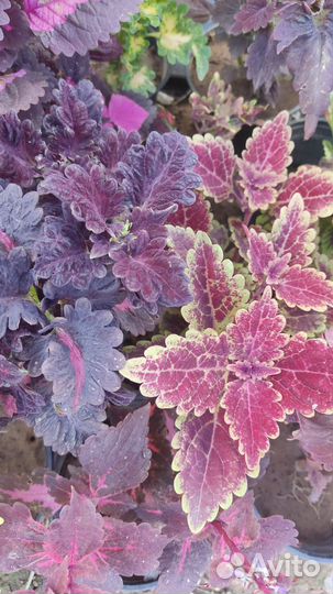 Колеусы вегетативные