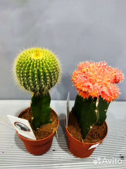 Гимнокалициум