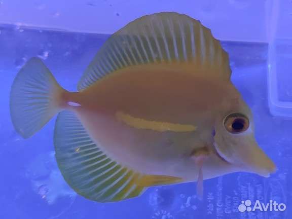 Морские рыбы, беспозвоночные