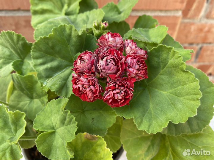 Пеларгония дубли, Часть -3