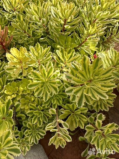 Очитки (седумы) разные