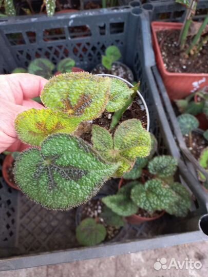 Декабрист, шлюмбергера из питомника растений