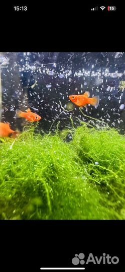 Аквариумные рыбки, гуппи, пецилии