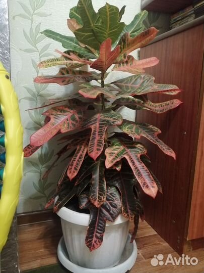 Кодиеум кротон