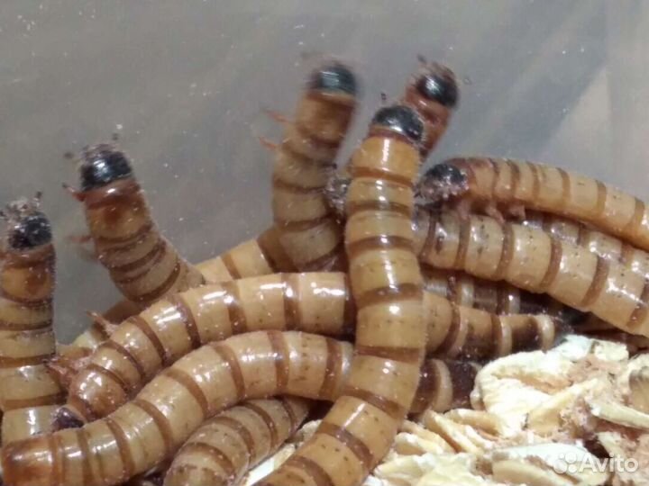 Корм. Сверчки, тараканы, зофобас, бражник