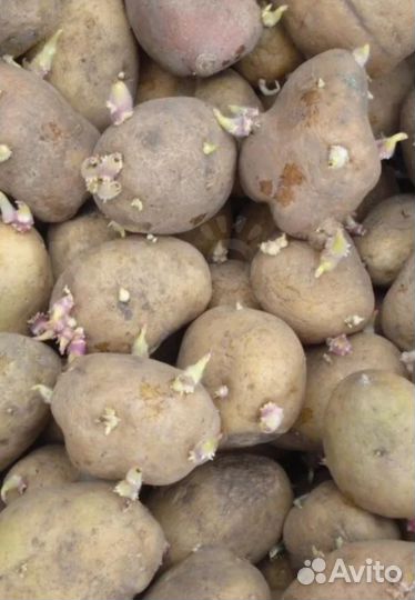 Семенной картофель