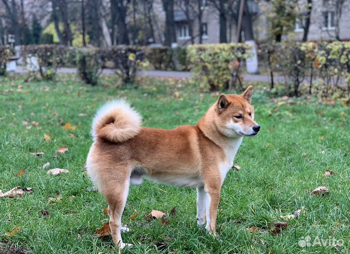 Сиба-Ину Вязка