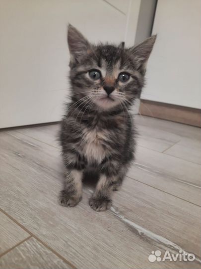 Милый котёнок