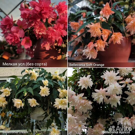 Ампельная бегония и бегония элатиор