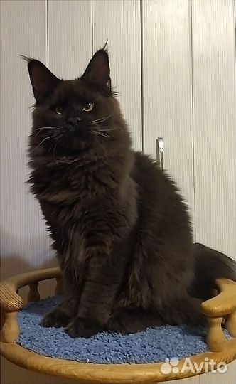 Молодой котик Мейн-кун