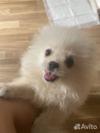 Догситтер, передержка и выгул собак