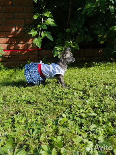 Чихуахуа длинношерстные