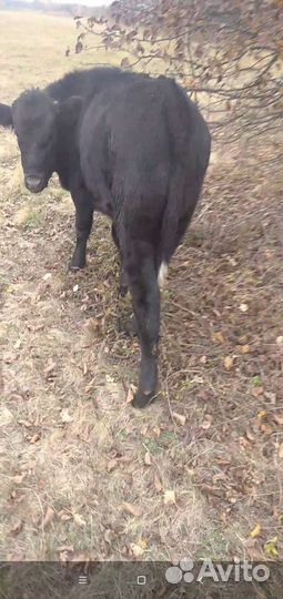 Бычки телята домашние