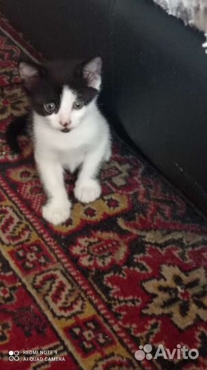 Кошка