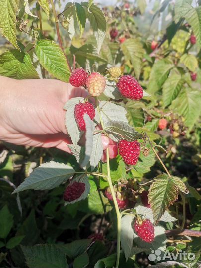 Саженцы ремонтантной малины