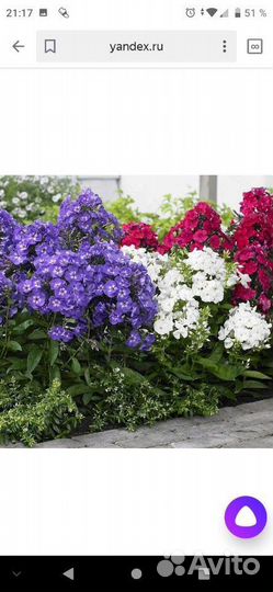 Флокс метельчатый