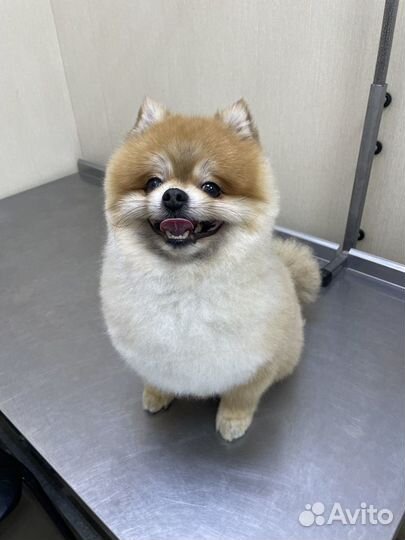 Стрижка собак и кошек Грумер