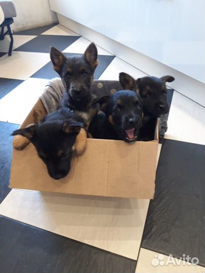 Щенки бесплатно