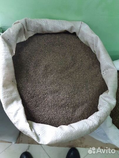 Семена фацелии