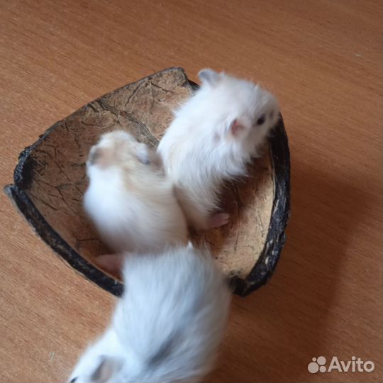 Хомяк джунгарский