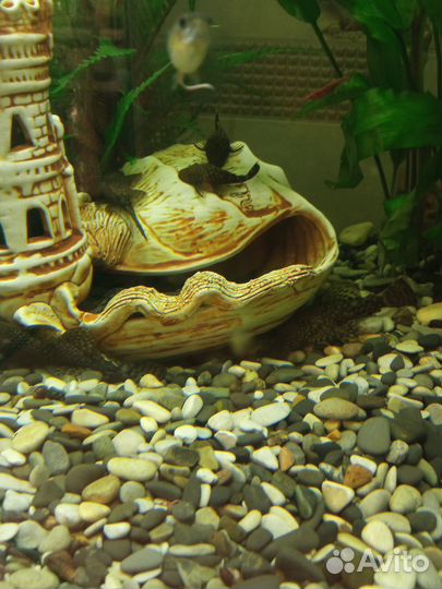 Рыбки,сомики, креветки,растения