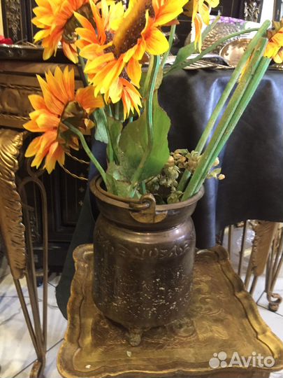 Зольник голландия