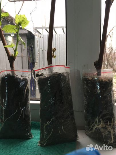 Саженцы винограда вегитирующего