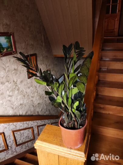 Замиокулькас черный равен