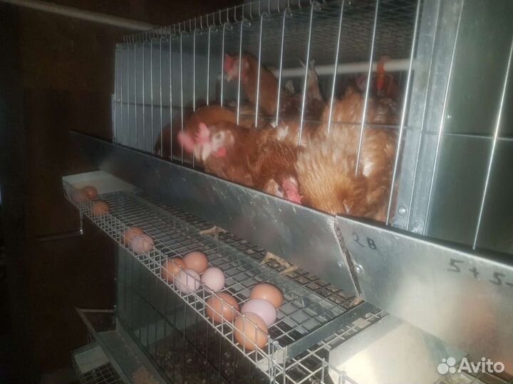 Клеточная батарея