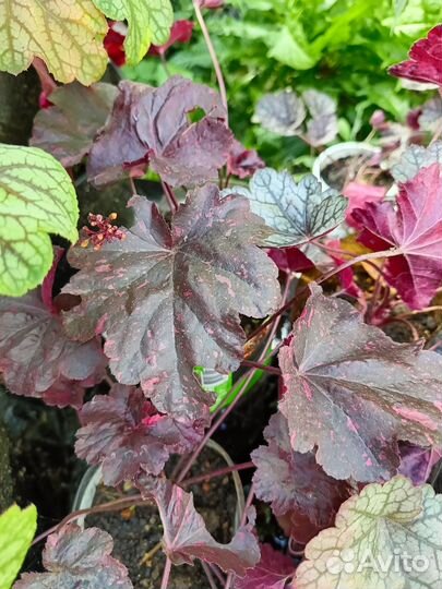 Гейхеры 15 сортов