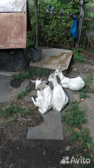 Зааненские козочки